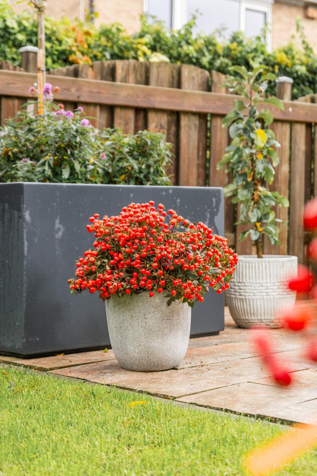 Berry Roses Logo